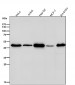 Anti-VASP Rabbit Monoclonal Antibody